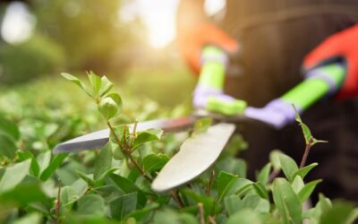 Operatore del giardinaggio – Lovere (ediz. marzo 2025)