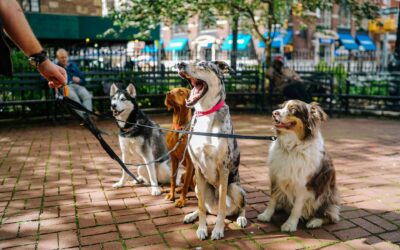 Pet sitting – Breno (ediz. aprile 2025)